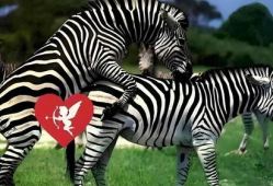 动物交配视频马,揭秘神奇交配瞬间