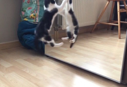小花猫视频,小花猫的欢乐视频大揭秘